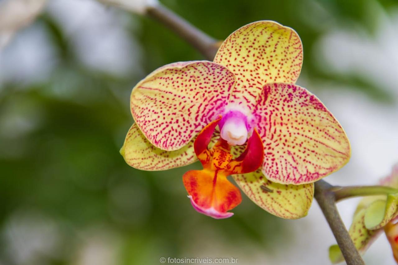 Pousada Natureza Divina باراتي المظهر الخارجي الصورة
