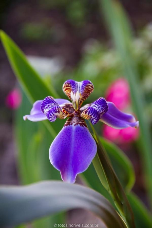 Pousada Natureza Divina باراتي المظهر الخارجي الصورة